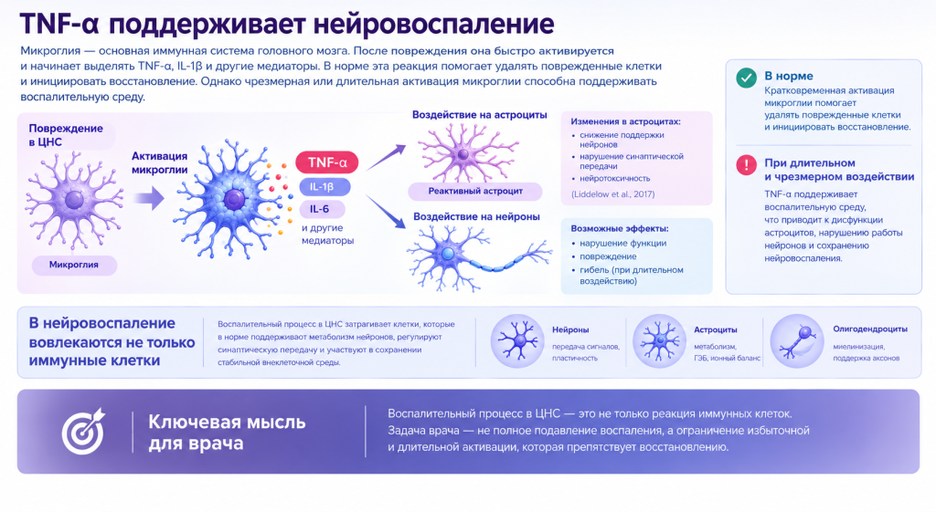 TNF-α и нейровоспаление_ медицинская инфографика.png TNF-α и нейровоспаление_ медицинская инфографика.png