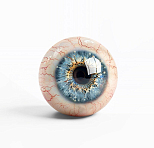 Исследование лиганд-рецепторного взаимодействия и биораспределения при различных режимах введения лекарственного средства, содержащего полипептиды сетчатки глаз скота